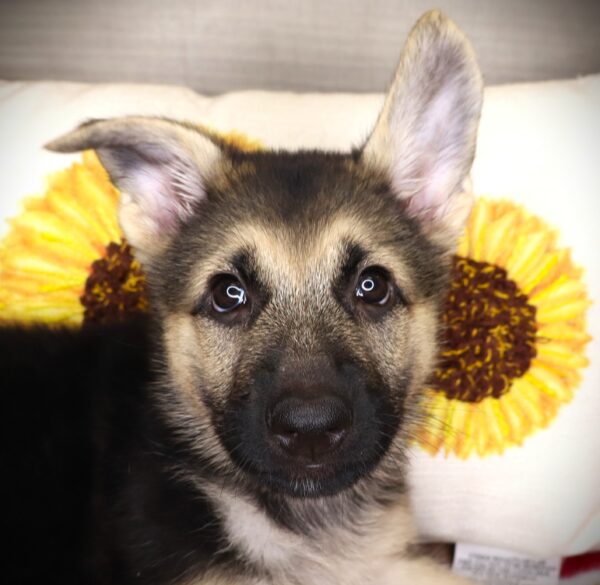 [#252472-08]  - Black / Tan F German Shepherd Dog Puppies For Sale