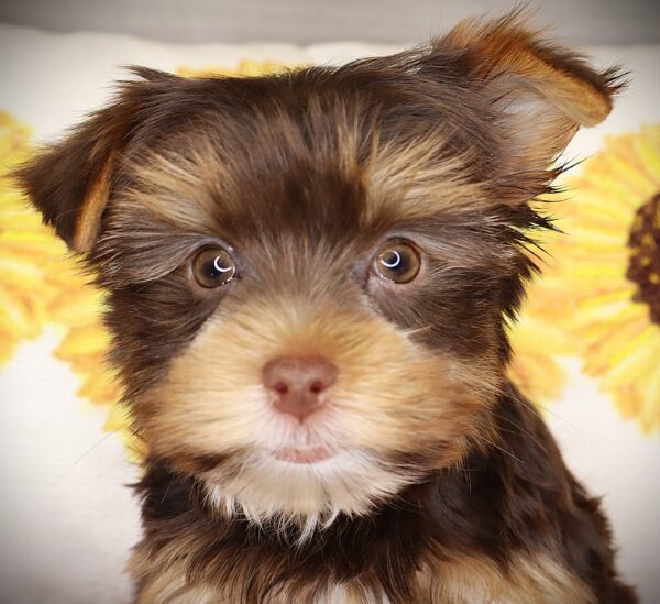 [#252485-03]  - Chocolate M Yorkshire Terrier Puppies For Sale