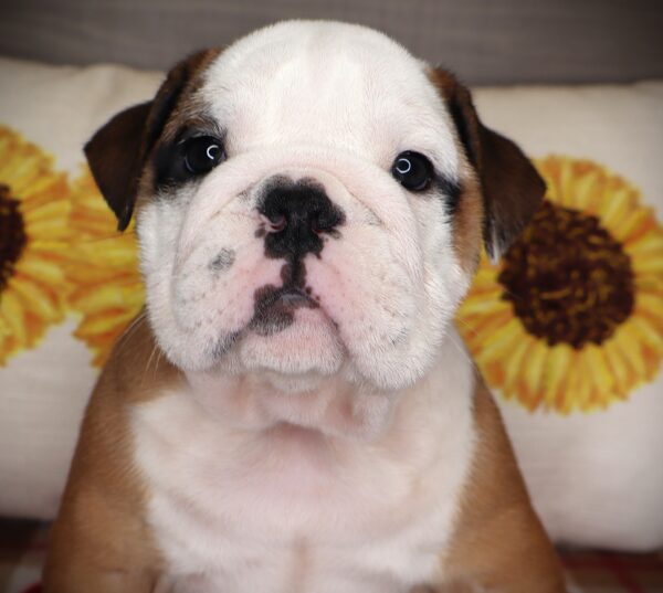 [#252787-02]  - Red / White M English Bulldog  Puppies For Sale