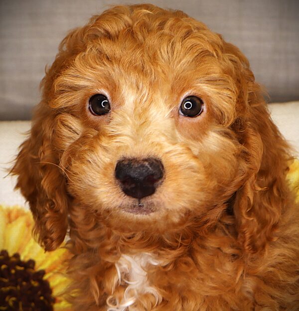 [#2523-11]  - Golden M Goldendoodle Mini 2nd Gen Puppies For Sale