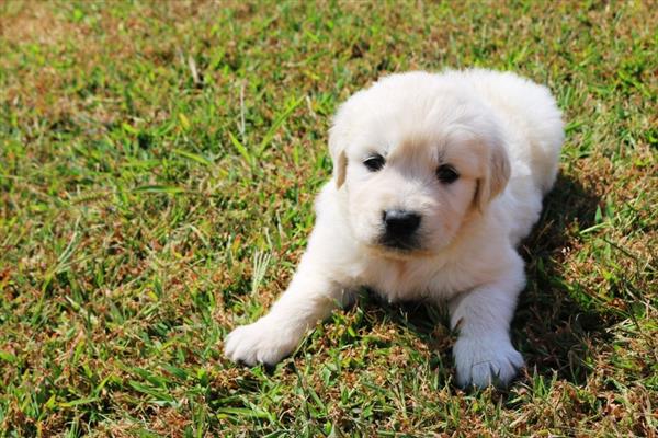 [#2522-01]  - Light Golden M Golden Retriever Puppies For Sale