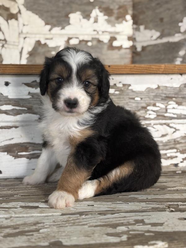 [#252541-04]  - Black White / Tan M Aussiedoodle Mini Puppies For Sale