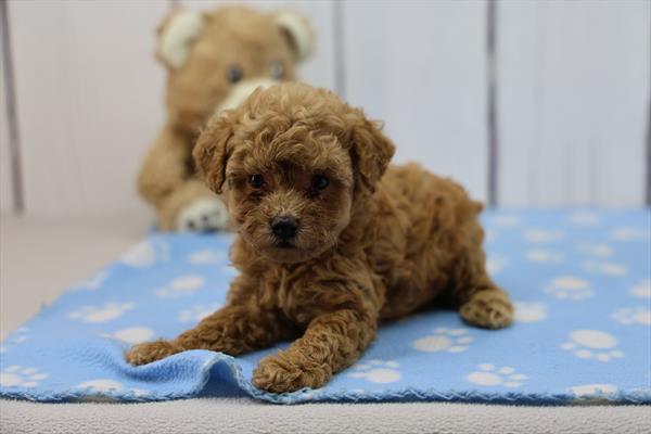 [#252741-04]  - Red F Poodle Puppies For Sale