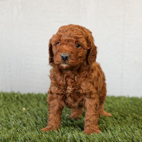 [#252558-01]  - Red M Cavapoo F2 Puppies For Sale
