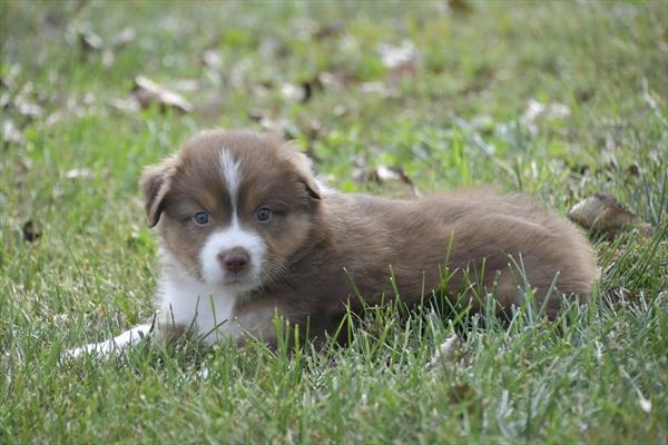 [#252605-02]  - Red M Miniature American Shepherd Puppies For Sale