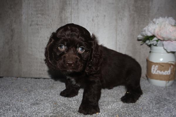 [#252786-02]  - Chocolate / White M Cock A Poo Puppies For Sale