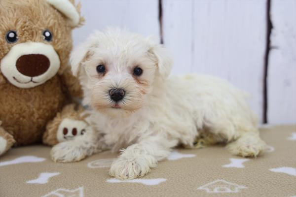 [#252577-01]  - White M Miniature Schnauzer Puppies For Sale
