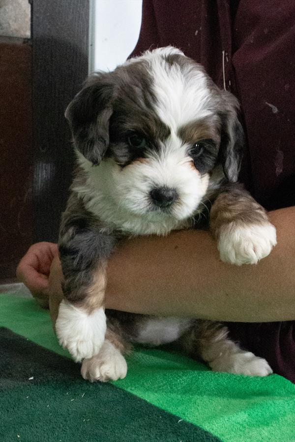 [#252714-08]  - Merle F Bernedoodle Mini Puppies For Sale