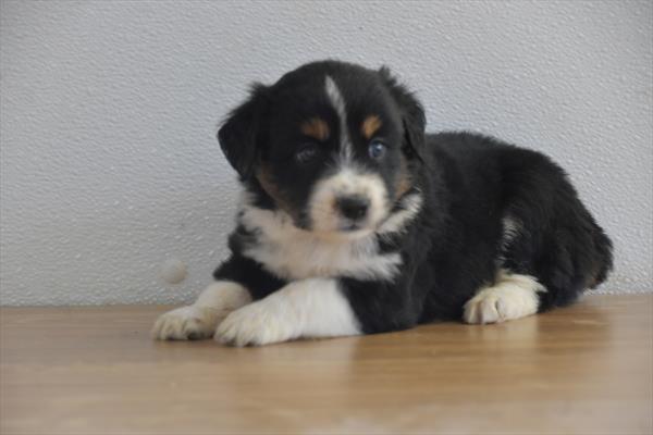 [#252778-04]  - Black F Australian Shepherd Puppies For Sale