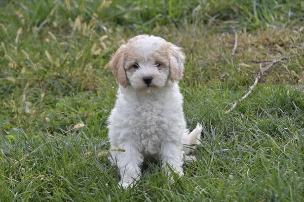 [#252727-03]  - White / Apricot F Bichapoo Puppies For Sale
