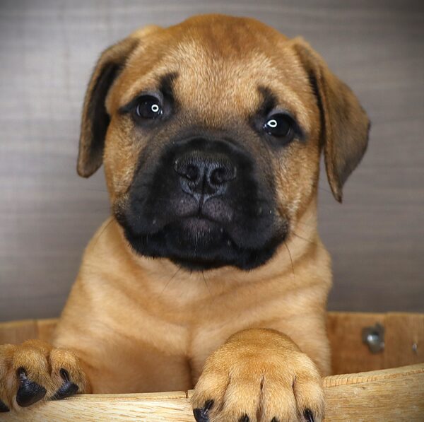 [#252823-03]  - Red M Bullmastiff Puppies For Sale