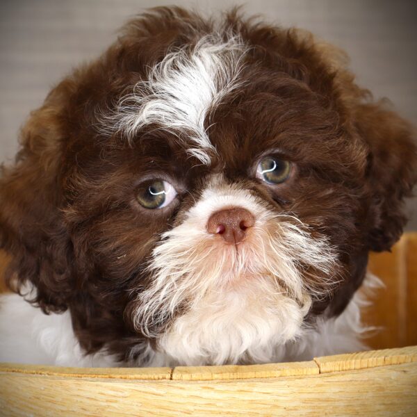 [#252599-03]  - Chocolate F Shih Tzu Puppies For Sale