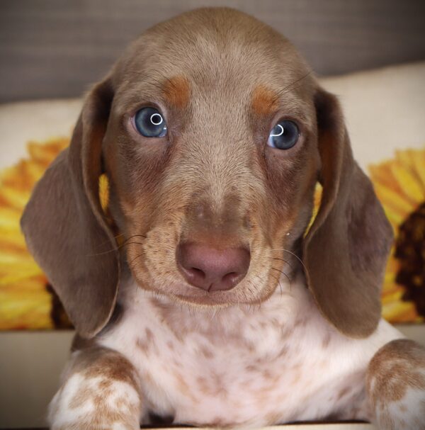 [#252551-02]  - Gray / White M Dachshund Puppies For Sale