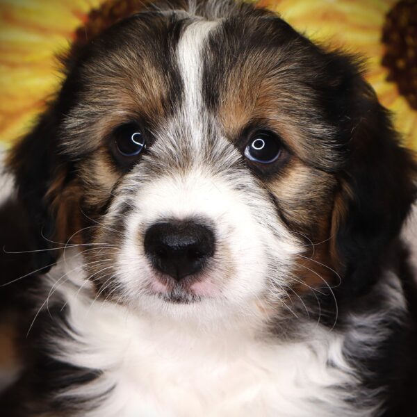 [#252541-04]  - Black White / Tan M Aussiedoodle Mini Puppies For Sale