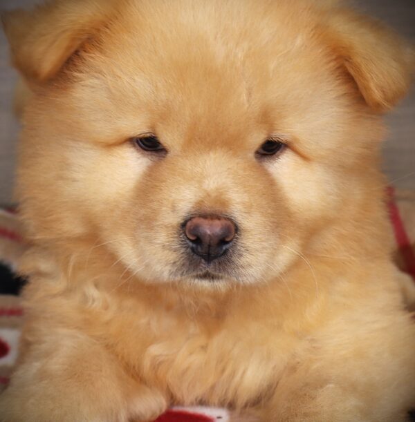 [#252538-01]  - Cinnamon M Chow Chow Puppies For Sale