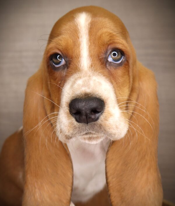 [#252535-03]  - Red / White M Basset Hound Puppies For Sale