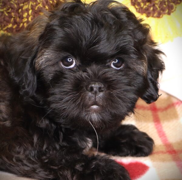 [#252498-01]  - Brindle M ShihPoo Puppies For Sale