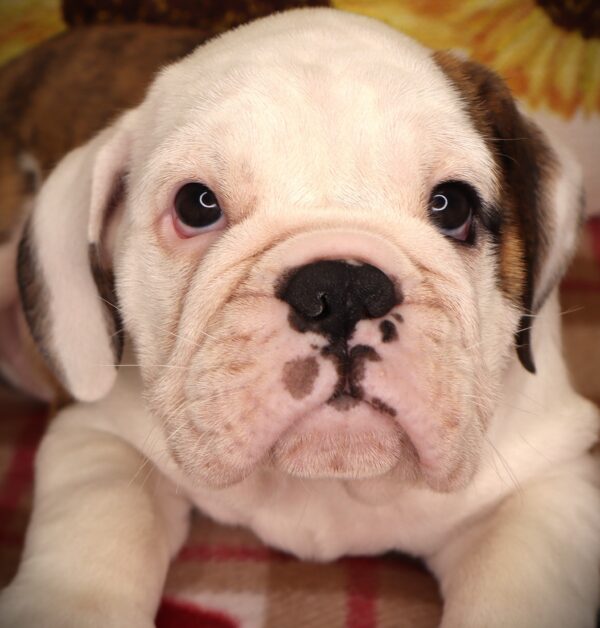 [#2523-01]  - Fawn Brindle / White M Bulldog/Bulldog Mini Puppies For Sale