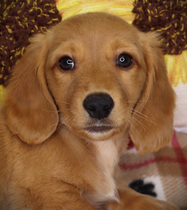 [#2520-03]  - Cream M Dachshund Puppies For Sale