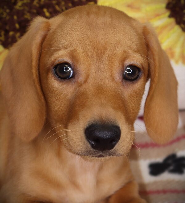 [#2520-02]  - Cream M Dachshund Puppies For Sale
