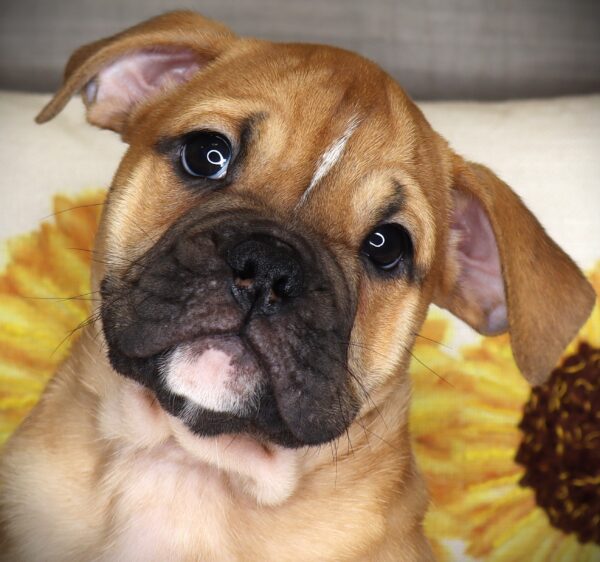 [#2521-06]  - Fawn F Bulldog/Bulldog Mini Puppies For Sale
