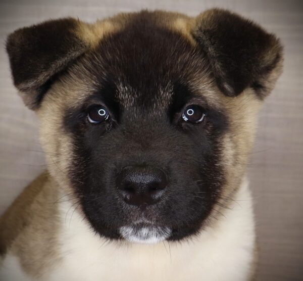 [#252756-04]  - Black / White F Akita Puppies For Sale