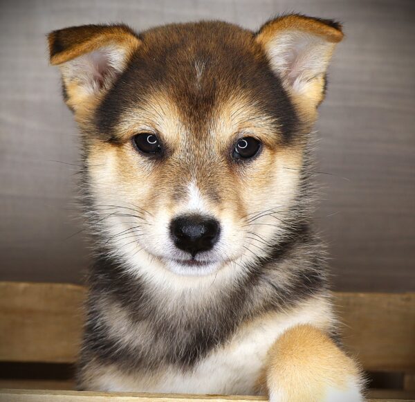 [#252537-03]  - Black F Shiba Inu Puppies For Sale