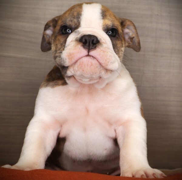 [#2524-05]  - Blue Brindle F Bulldog Puppies For Sale