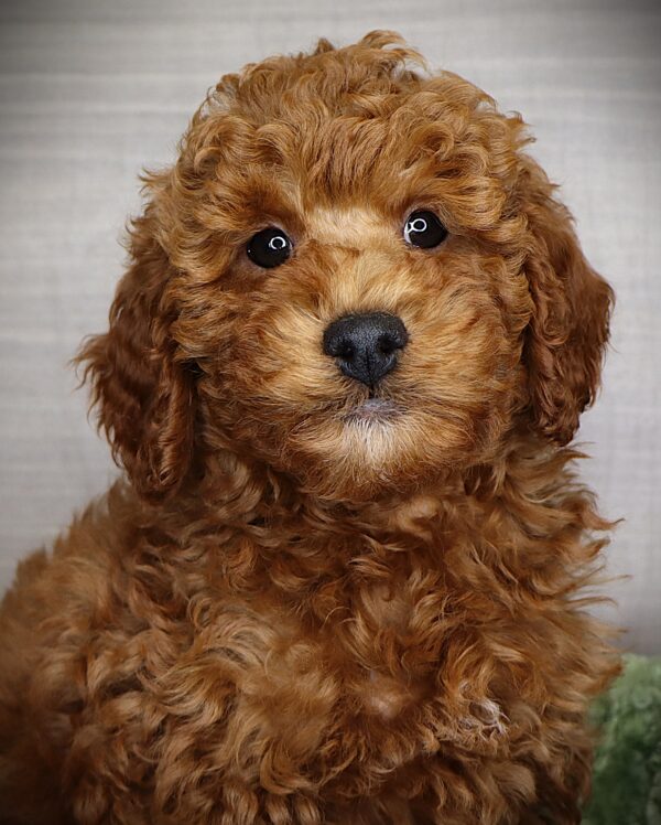 [#252558-01]  - Red M Cavapoo F2 Puppies For Sale
