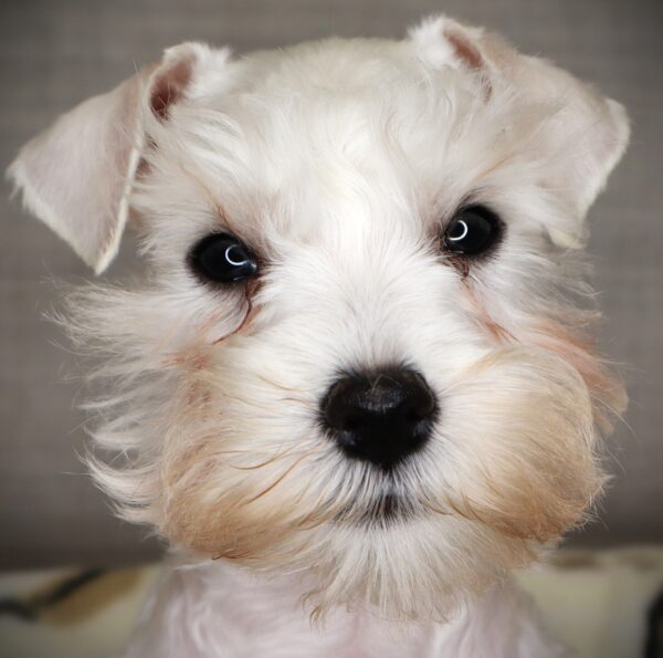 [#252577-01]  - White M Miniature Schnauzer Puppies For Sale
