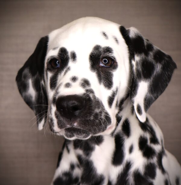 [#252667-03]  - White M Dalmatian Puppies For Sale