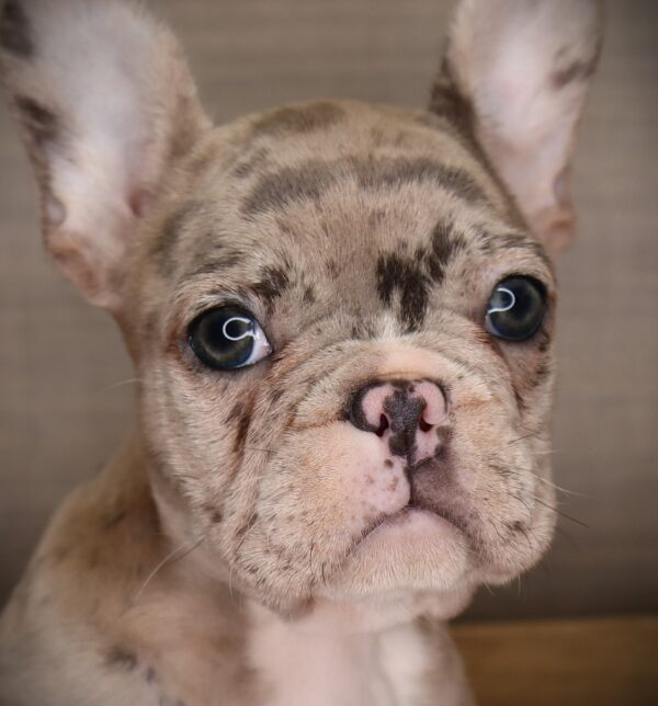 [#2527-04]  - Blue Merle F French Bulldog Puppies For Sale