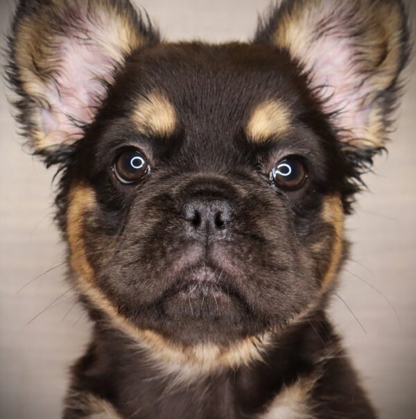 [#252585-06]  - Black / Tan F French Bulldog Puppies For Sale