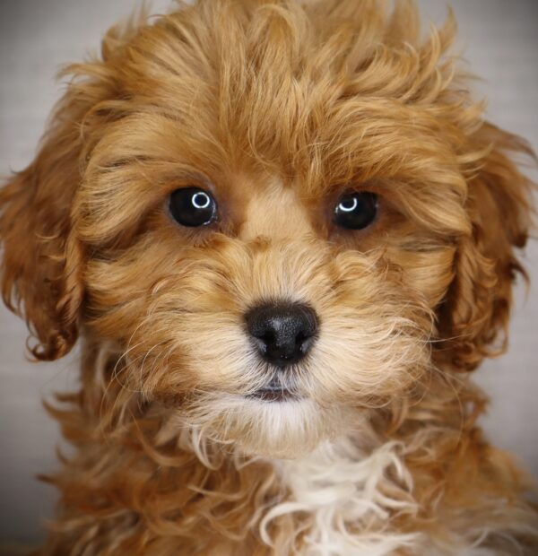 [#252653-02]  - Red / White M Cock A Poo 2nd Gen Puppies For Sale