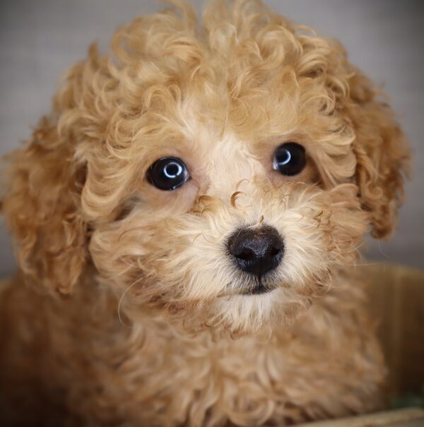 [#252741-04]  - Red F Poodle Puppies For Sale