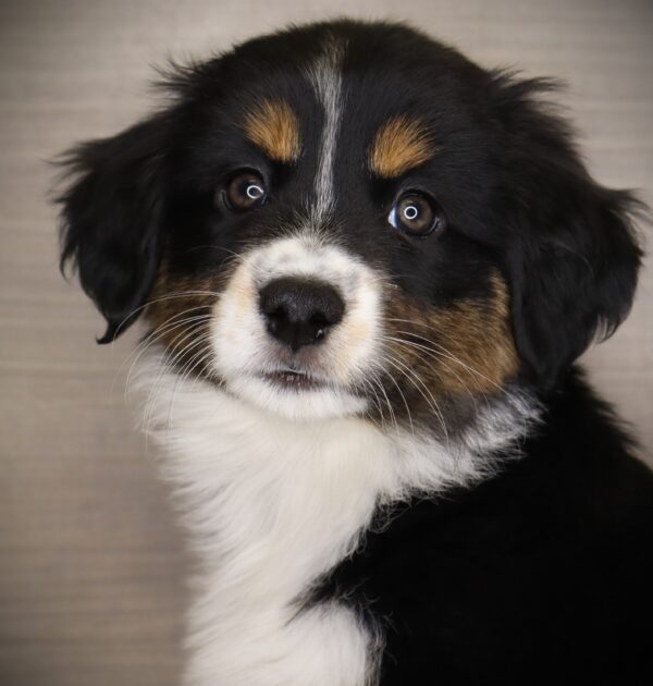 [#252778-04]  - Black F Australian Shepherd Puppies For Sale