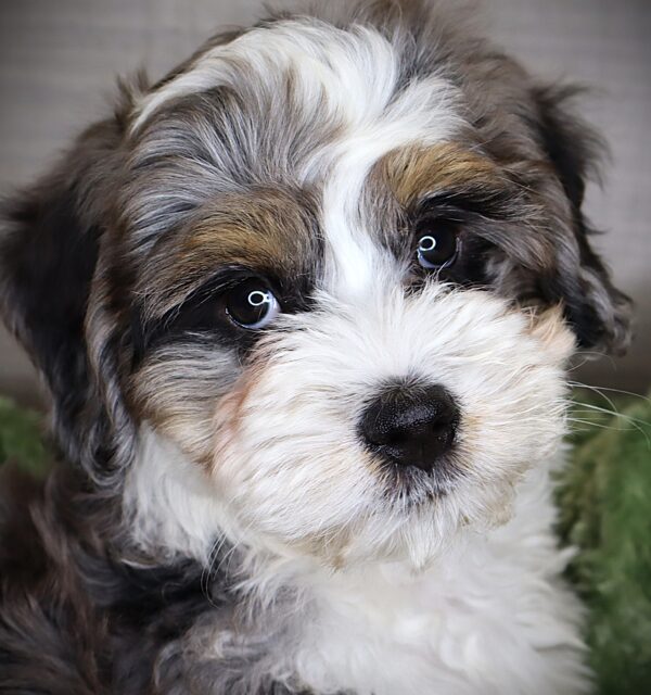 [#252714-08]  - Merle F Bernedoodle Mini Puppies For Sale