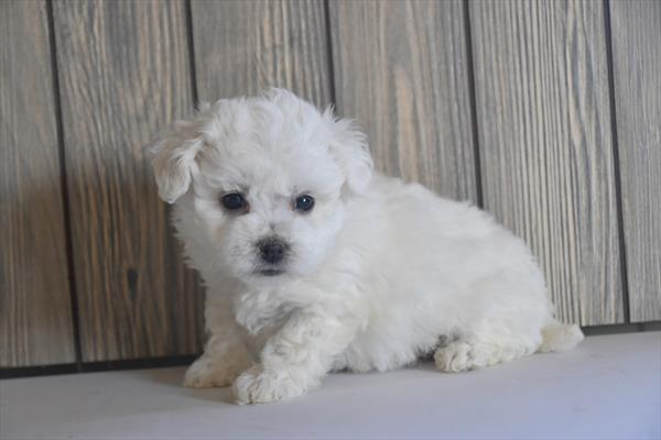 [#252842-02]  - White M Bichon Frise Puppies For Sale