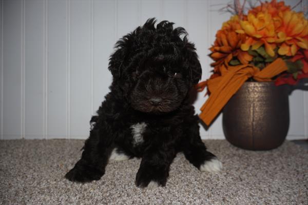 [#252911-02]  - Chocolate F Miniature Schnauzer Puppies For Sale