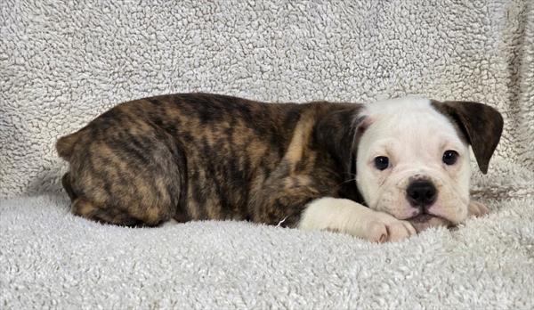 [#2525-06]  - Brindle / White F Bulldog/Bulldog Mini Puppies For Sale