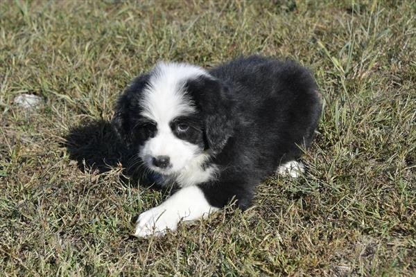 [#253009-04]  - Black / White F Old English Sheepdog/Bernese Mountain Dog Puppies For Sale