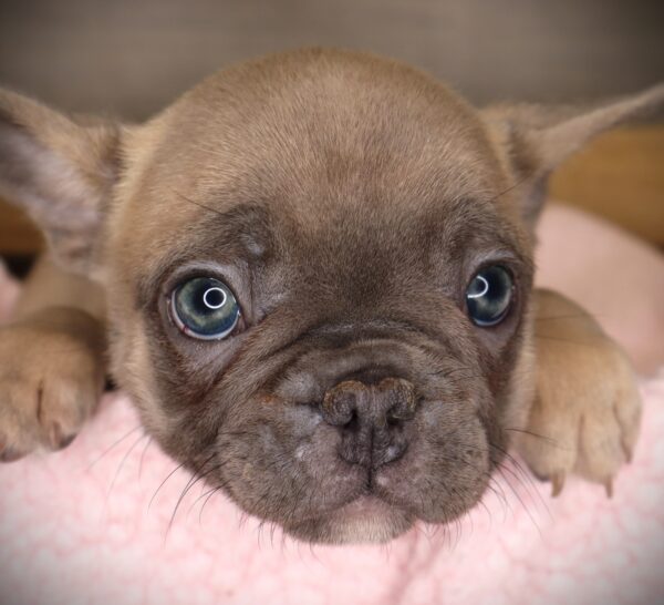 [#2530-03]  - Blue Fawn M French Bulldog Puppies For Sale