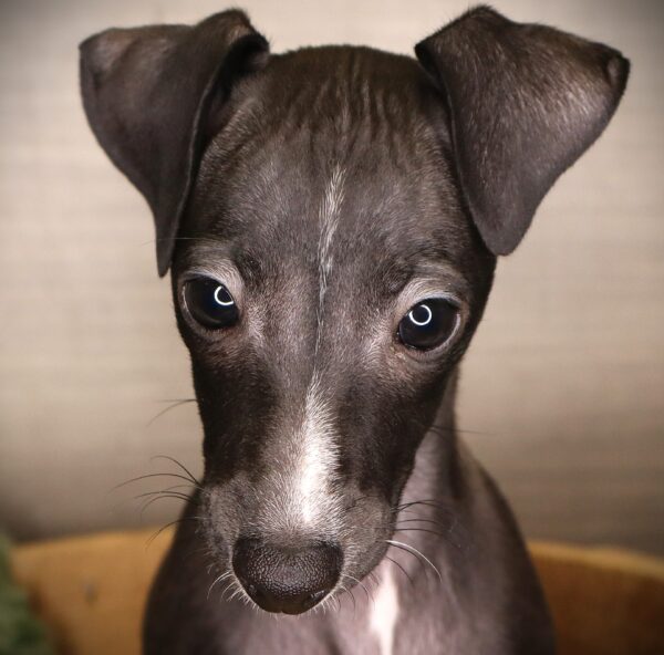 [#252849-03]  - Black / White F Italian Greyhound Puppies For Sale