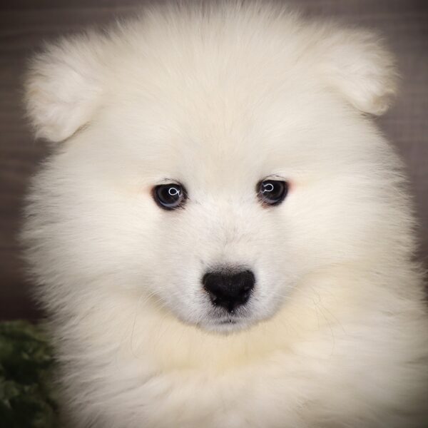 [#252914-05]  - White M Samoyed Puppies For Sale