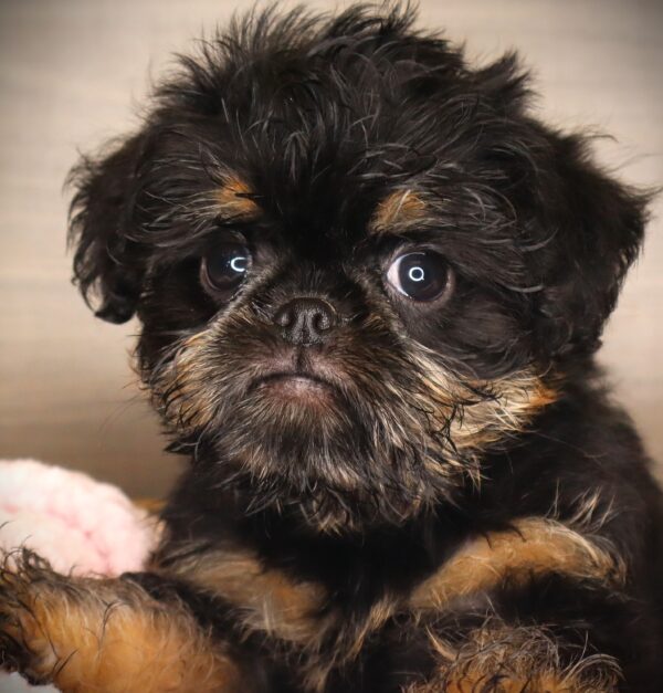 [#252920-01]  - Black / Tan F Brussels Griffon Puppies For Sale