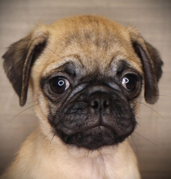 [#252924-04]  - Fawn M Pug Puppies For Sale