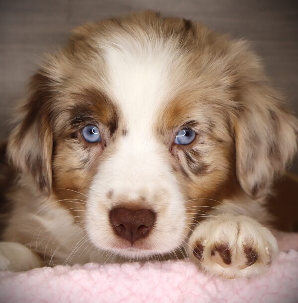 [#252982-07]  - Red Merle F Australian Shepherd Puppies For Sale
