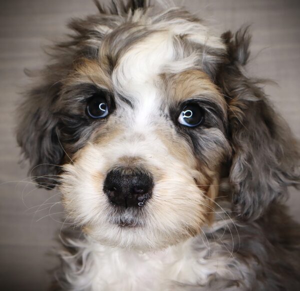 [#253010-02]  - Blue Merle M Bernedoodle Puppies For Sale