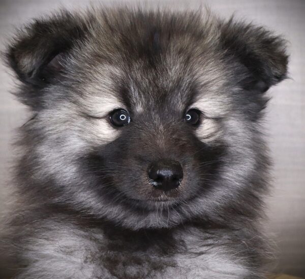 [#252984-03]  - Black Silver F Keeshond Puppies For Sale