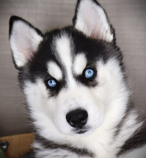 [#253018-05]  - Black / White F Siberian Husky Puppies For Sale